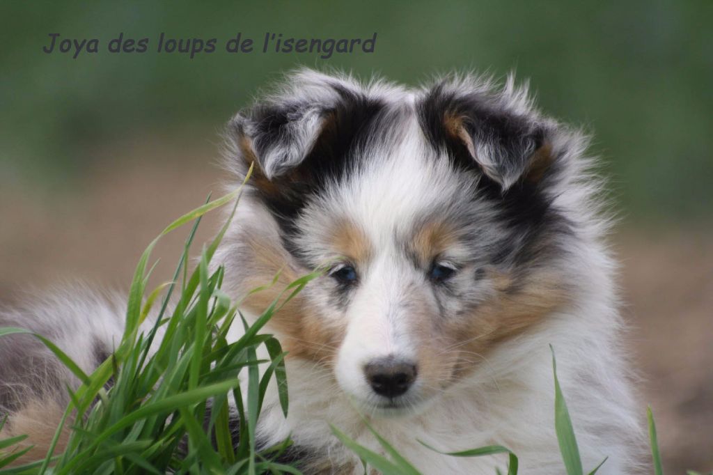 des loups de l'isengard - HOMMAGE