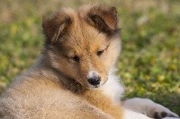 des loups de l'isengard - Shetland Sheepdog - Portée née le 23/02/2017
