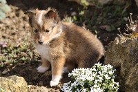 des loups de l'isengard - Shetland Sheepdog - Portée née le 01/02/2019