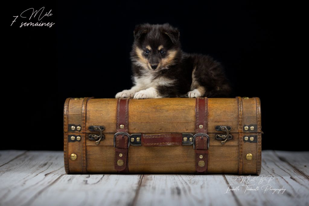 des loups de l'isengard - Chiot disponible  - Shetland Sheepdog