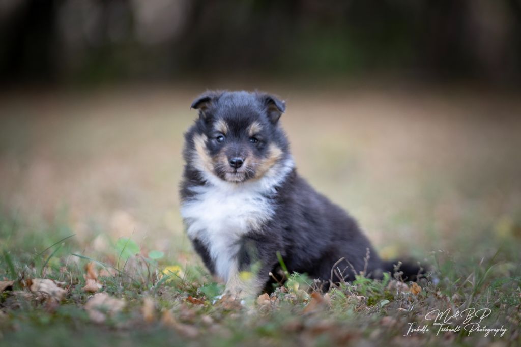 des loups de l'isengard - Chiot disponible  - Shetland Sheepdog