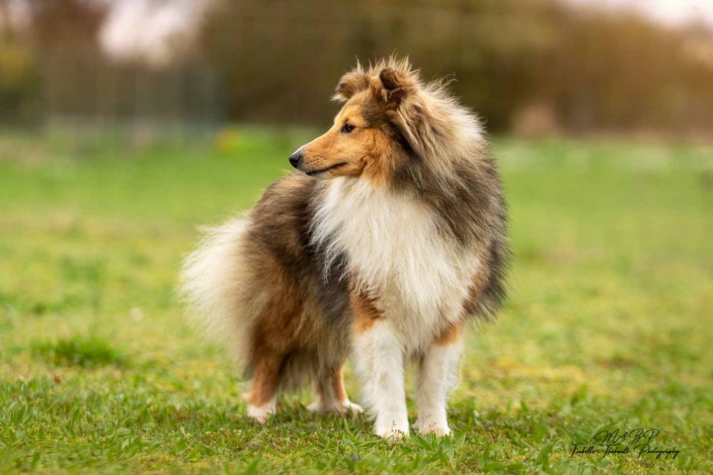 Tee-shirt des loups de l'isengard