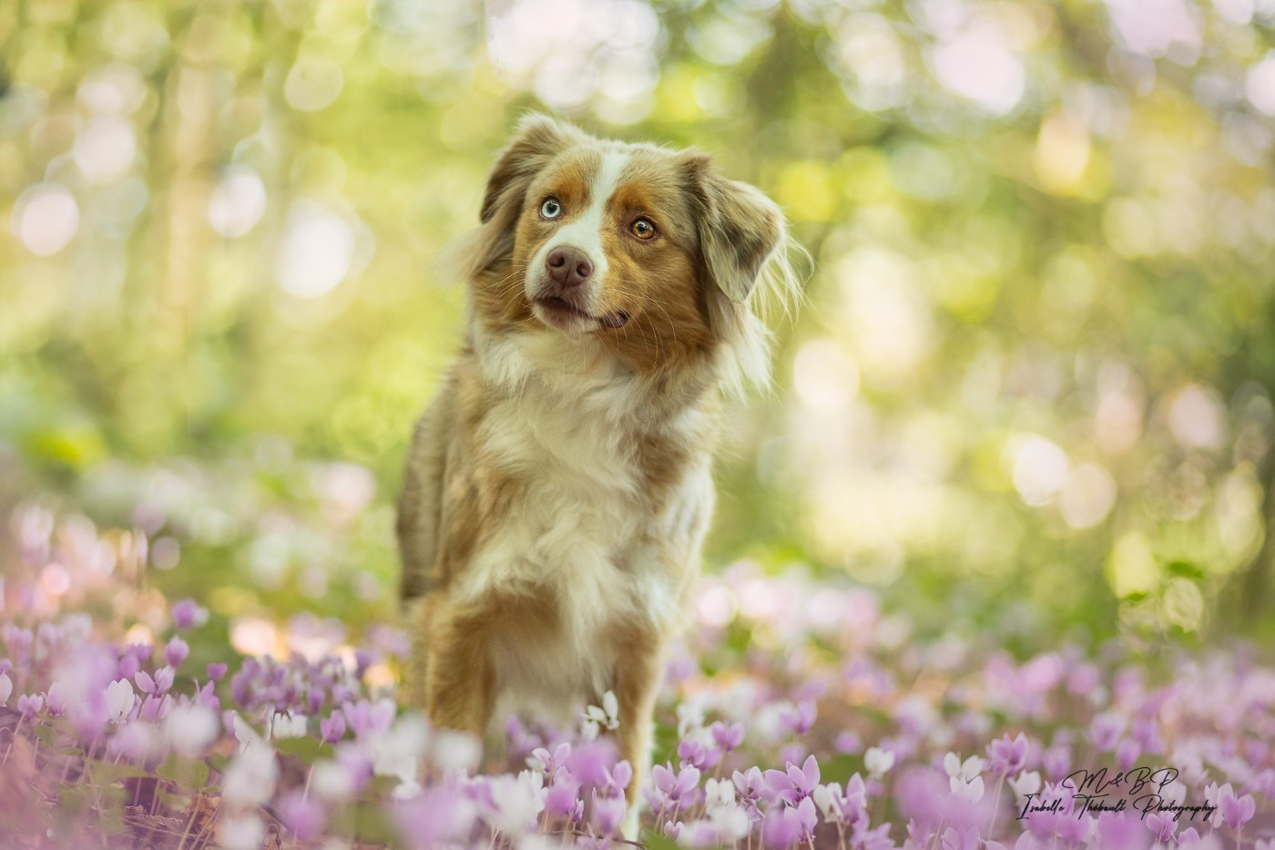 Ton invitation dite Louise des Diablotins de Nooch