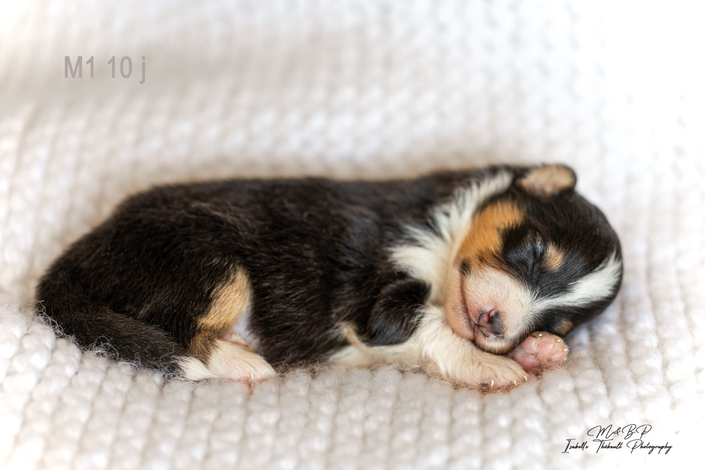 des loups de l'isengard - Chiots disponibles - Shetland Sheepdog