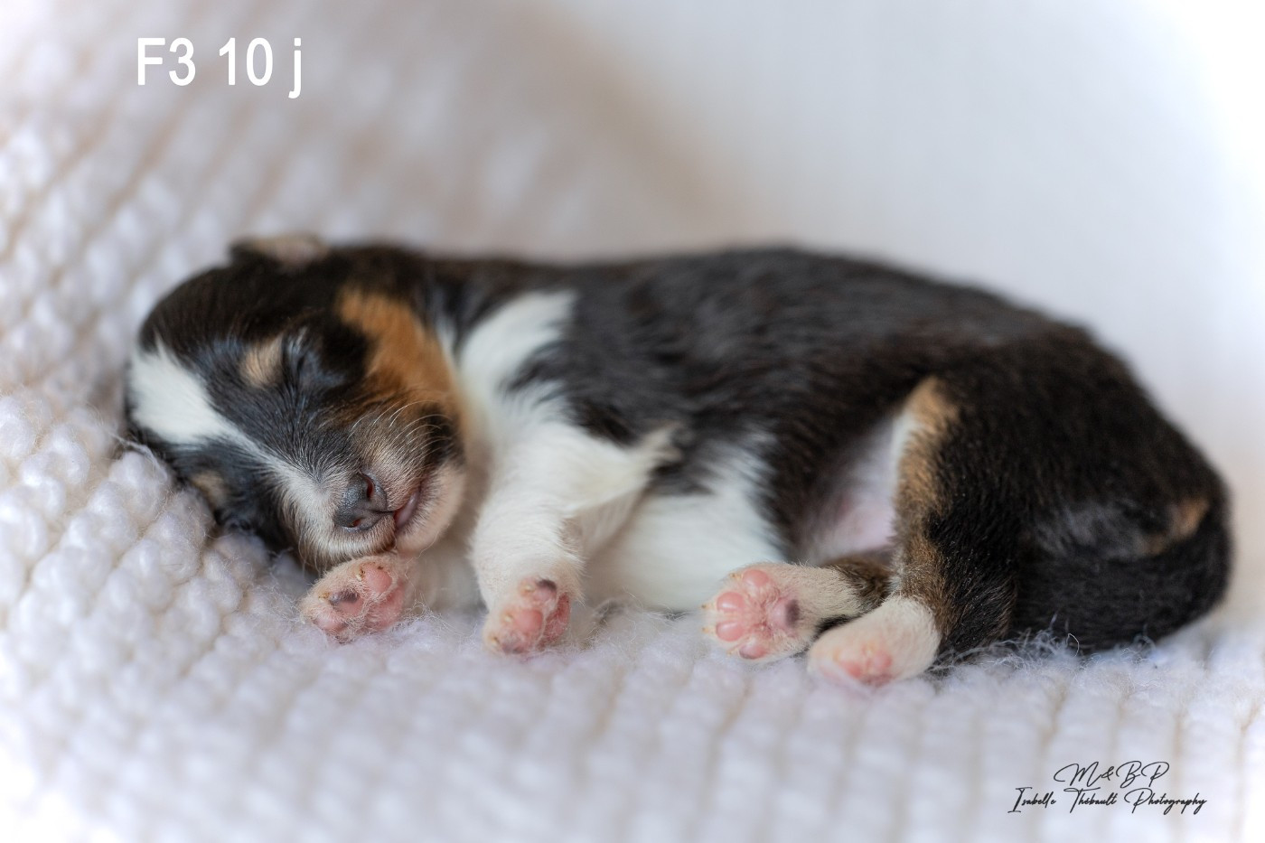des loups de l'isengard - Chiots disponibles - Shetland Sheepdog