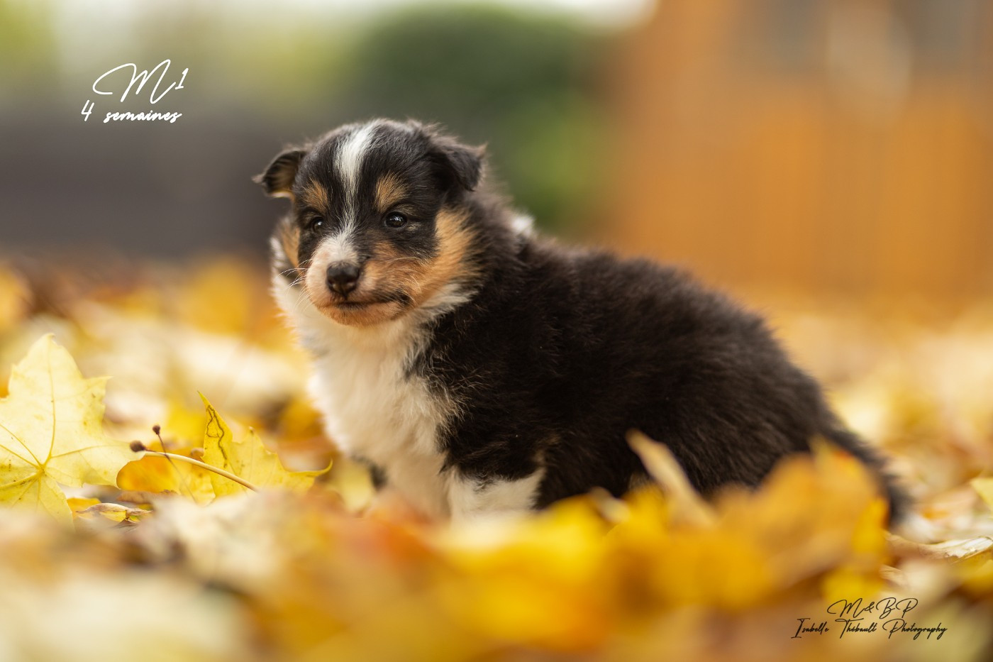 des loups de l'isengard - Chiots disponibles - Shetland Sheepdog