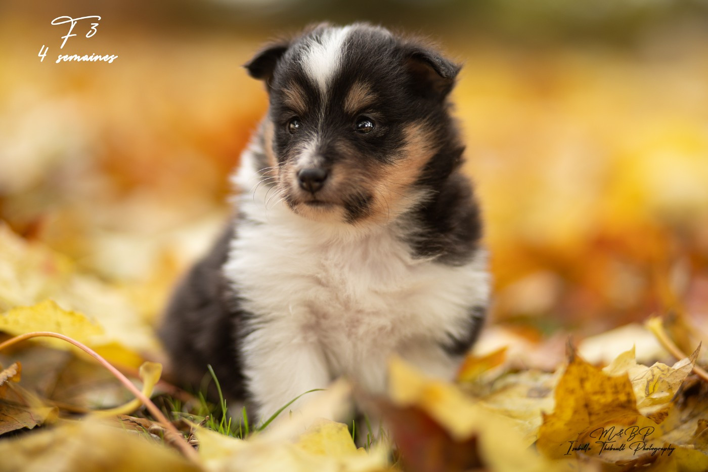 des loups de l'isengard - Chiots disponibles - Shetland Sheepdog
