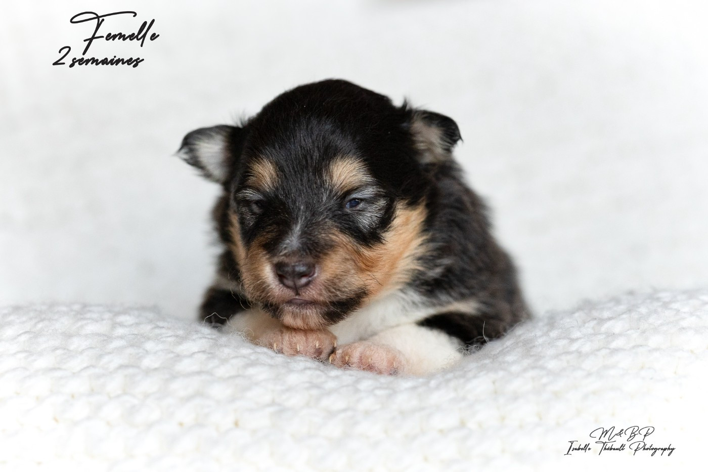 des loups de l'isengard - Chiots disponibles - Shetland Sheepdog