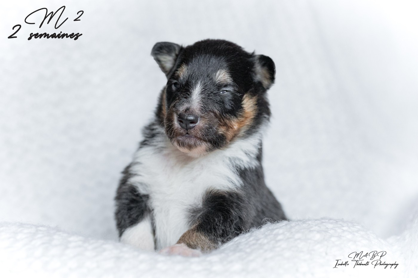 des loups de l'isengard - Chiots disponibles - Shetland Sheepdog