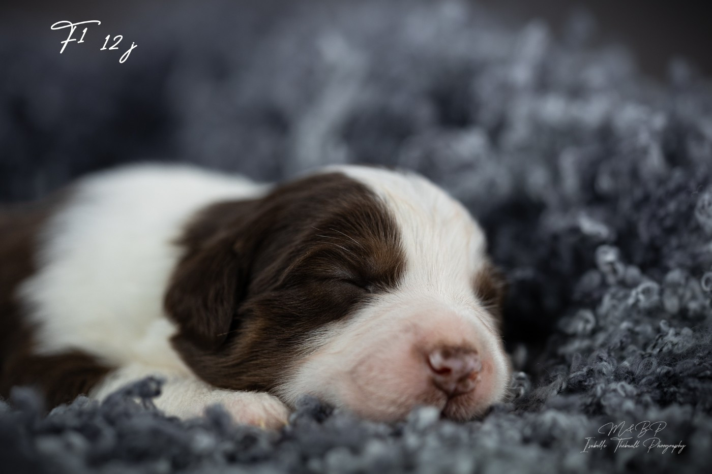 des loups de l'isengard - Chiots disponibles - Berger Américain Miniature 