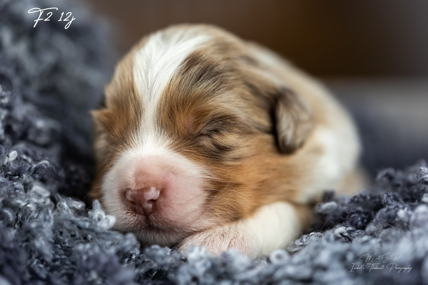 des loups de l'isengard - Chiots disponibles - Berger Américain Miniature 