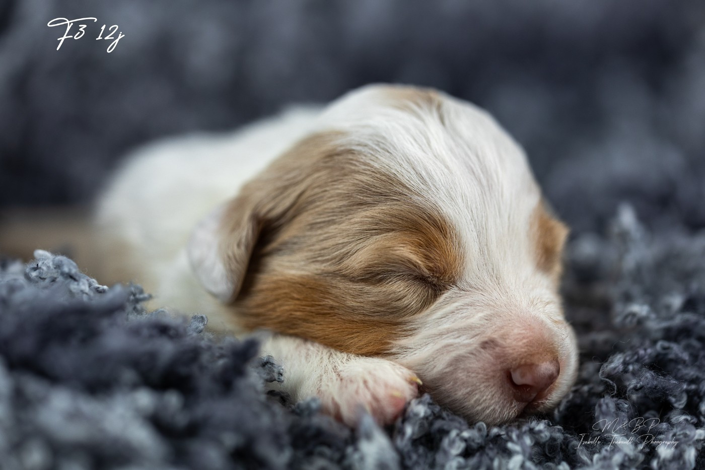 des loups de l'isengard - Chiots disponibles - Berger Américain Miniature 