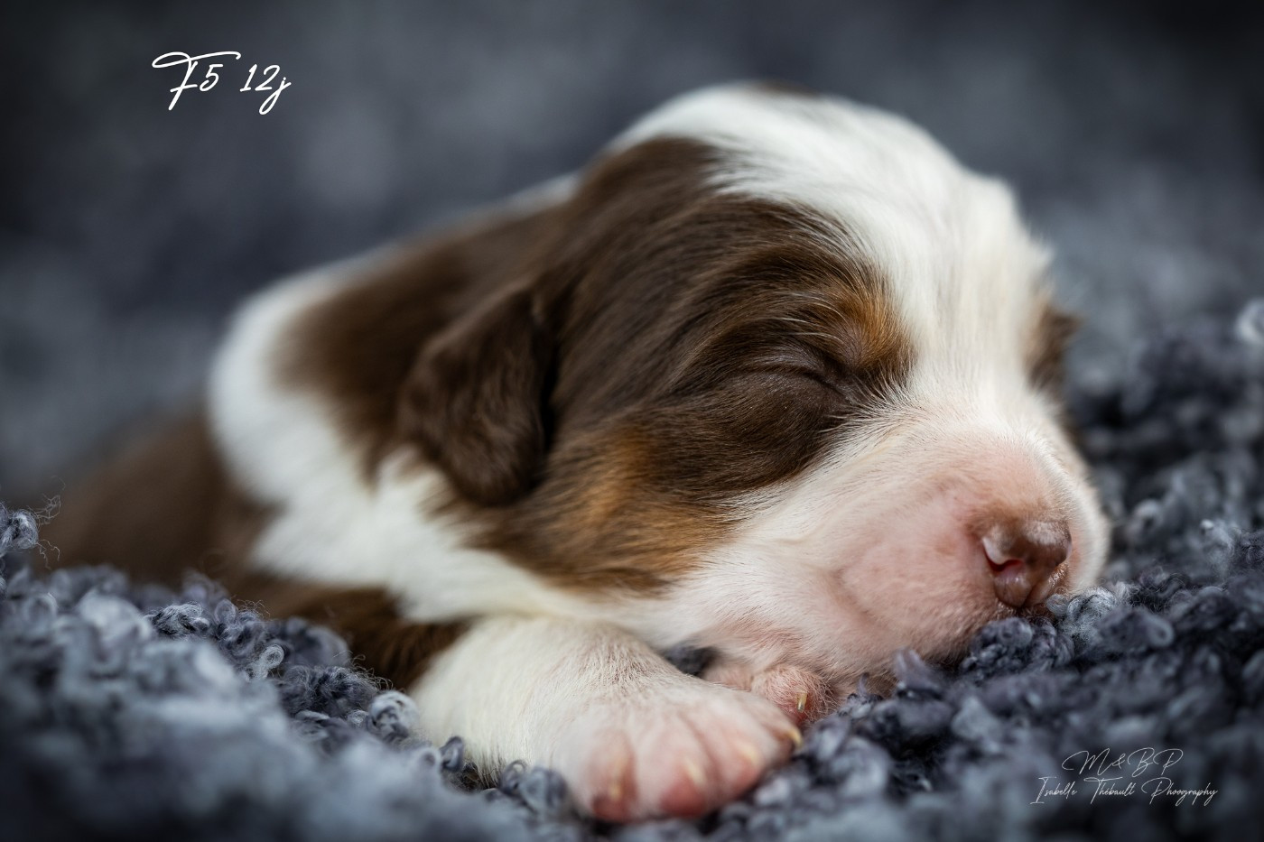 des loups de l'isengard - Chiots disponibles - Berger Américain Miniature 