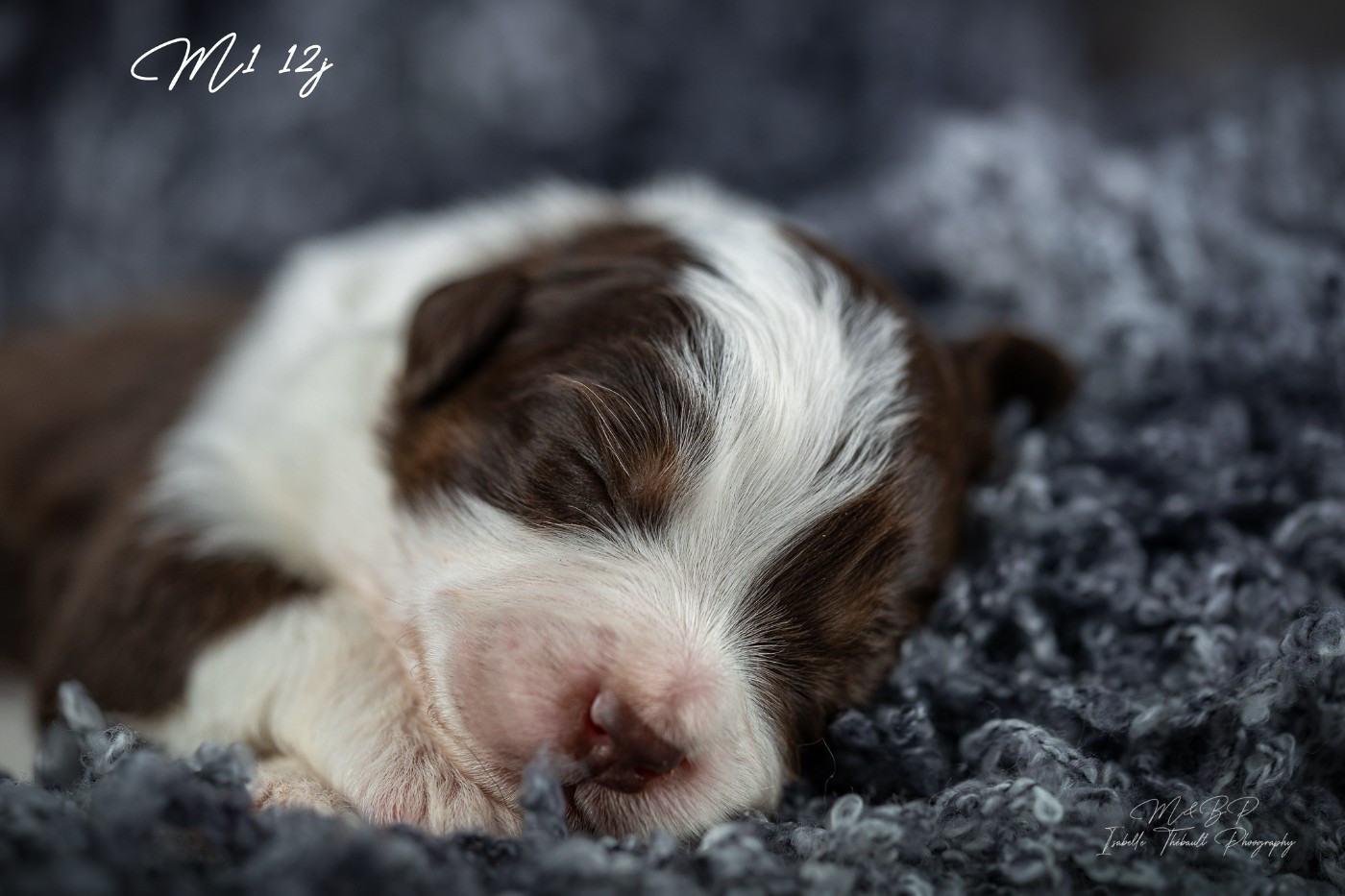des loups de l'isengard - Chiots disponibles - Berger Américain Miniature 
