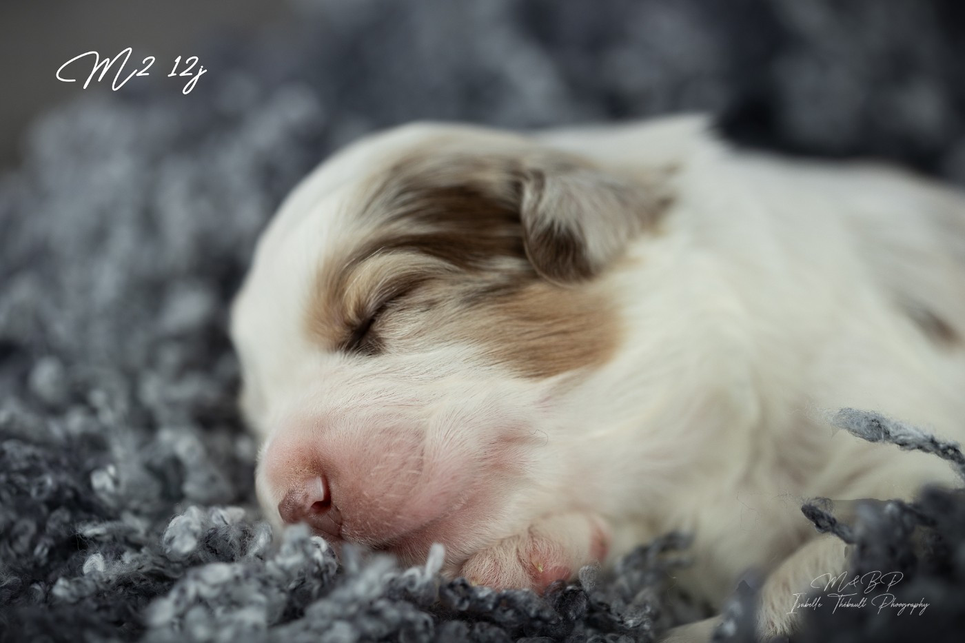 des loups de l'isengard - Chiots disponibles - Berger Américain Miniature 