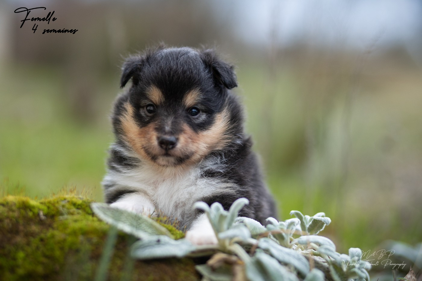 des loups de l'isengard - Chiots disponibles - Shetland Sheepdog