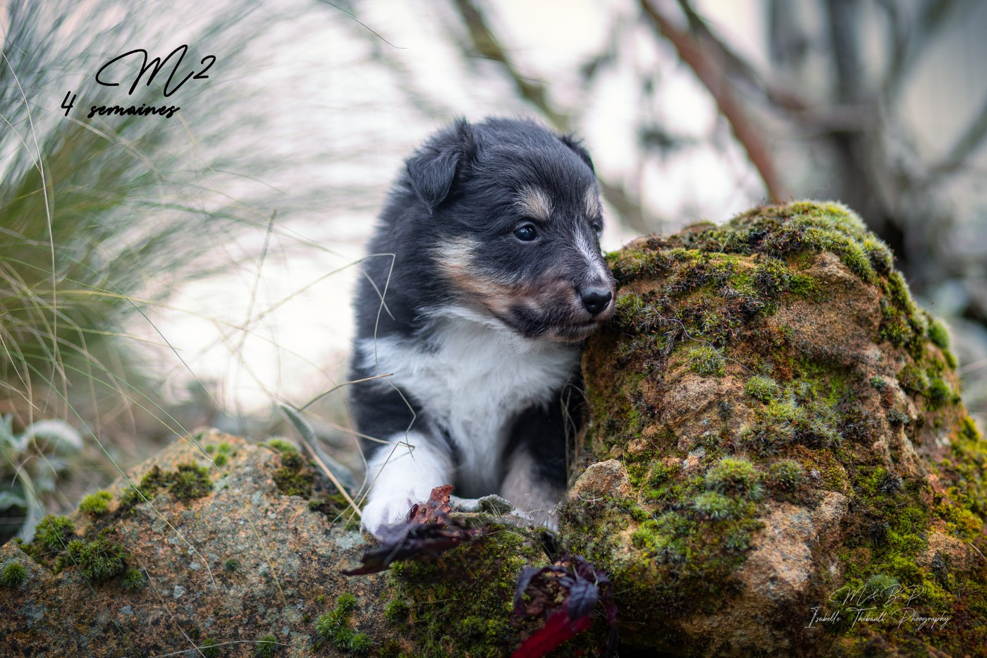 des loups de l'isengard - Chiots disponibles - Shetland Sheepdog