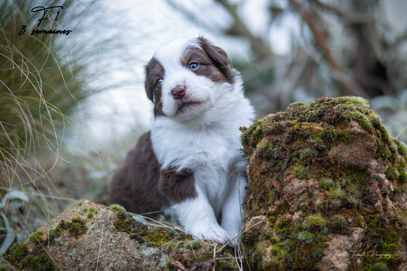 des loups de l'isengard - Chiots disponibles - Berger Américain Miniature 