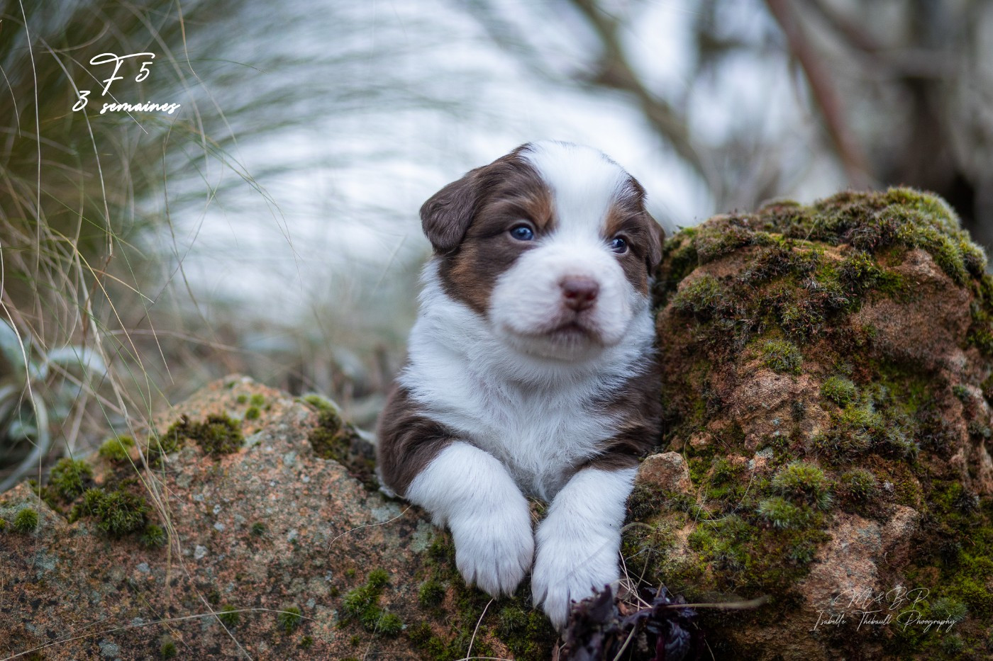 des loups de l'isengard - Chiots disponibles - Berger Américain Miniature 