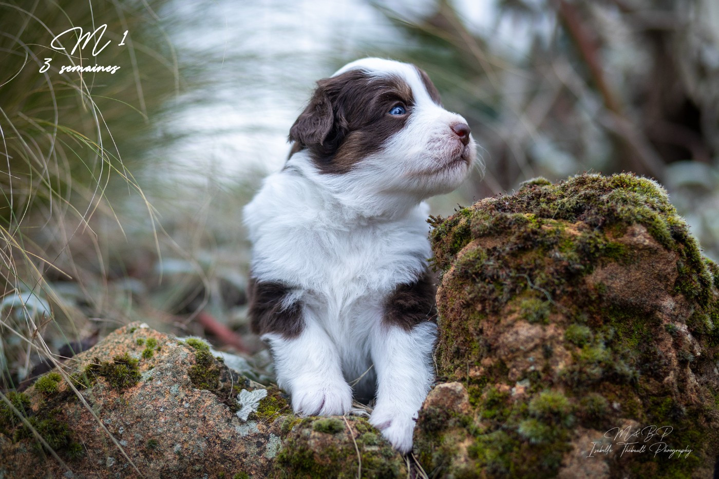 des loups de l'isengard - Chiots disponibles - Berger Américain Miniature 