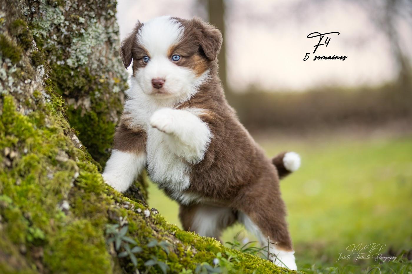 des loups de l'isengard - Chiots disponibles - Berger Américain Miniature 