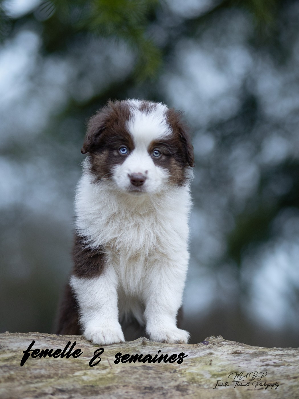 des loups de l'isengard - Chiots disponibles - Berger Américain Miniature 