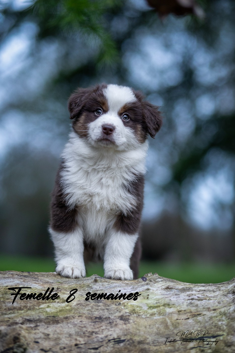 des loups de l'isengard - Chiots disponibles - Berger Américain Miniature 