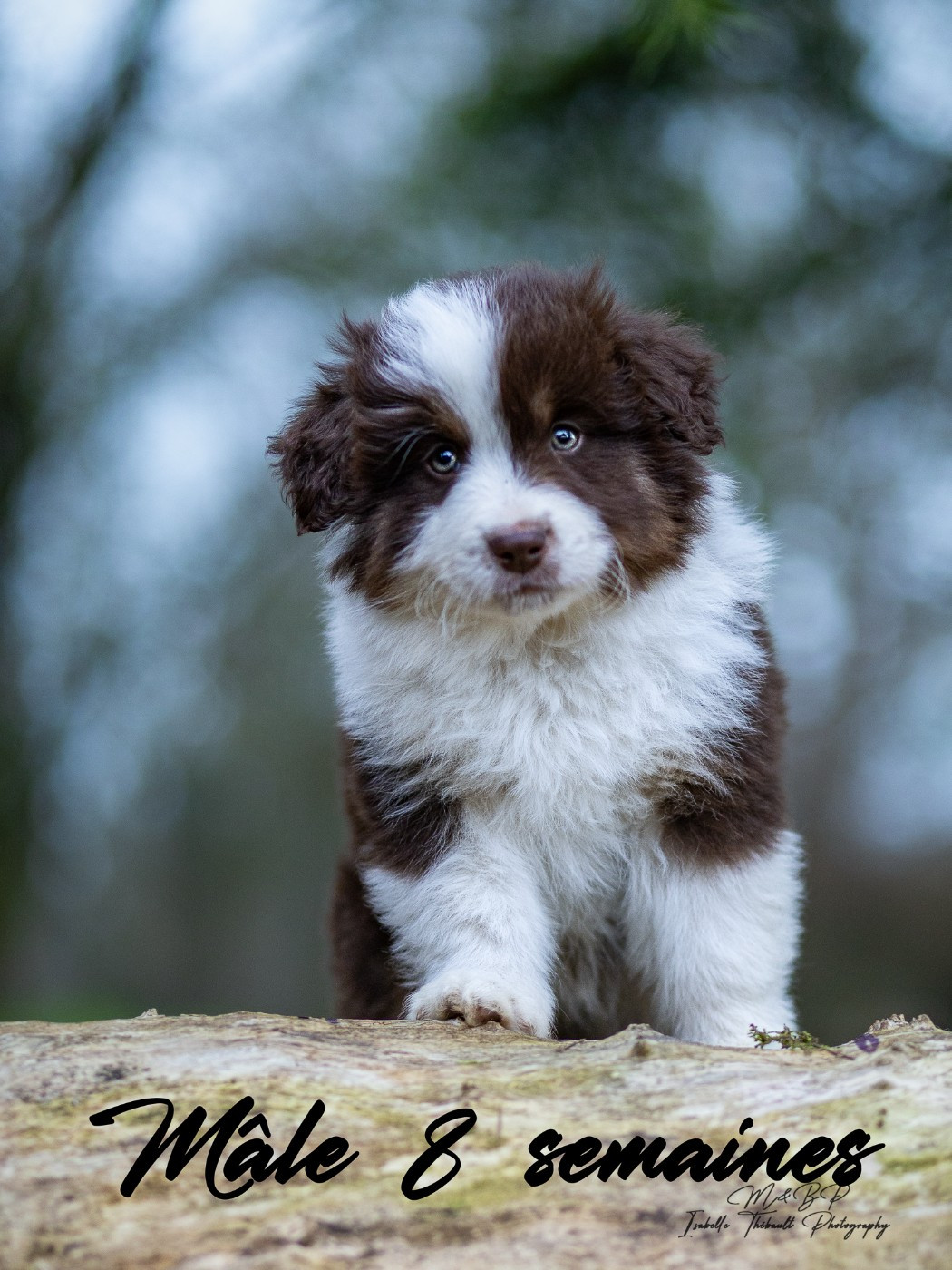 des loups de l'isengard - Chiots disponibles - Berger Américain Miniature 