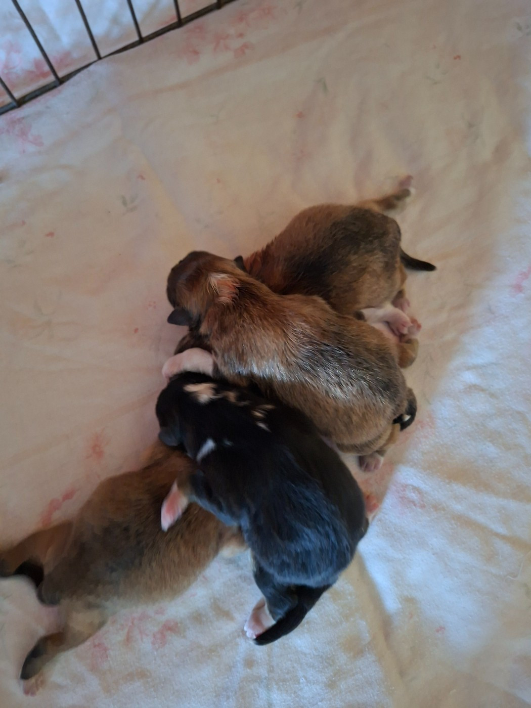 des loups de l'isengard - Chiots disponibles - Shetland Sheepdog