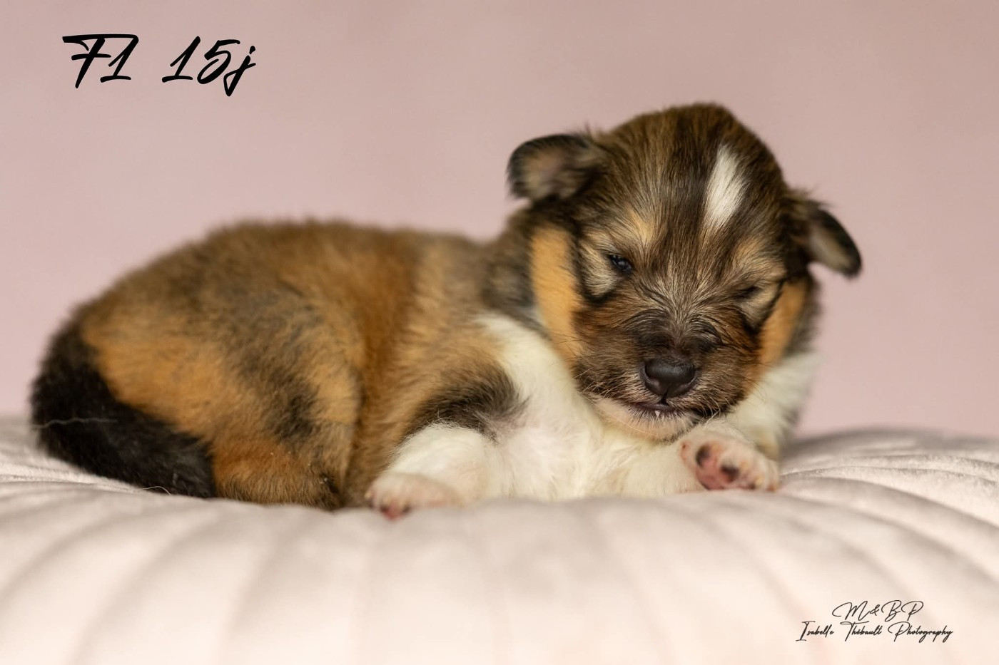 des loups de l'isengard - Chiots disponibles - Shetland Sheepdog