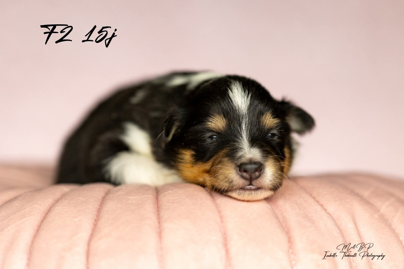 des loups de l'isengard - Chiots disponibles - Shetland Sheepdog