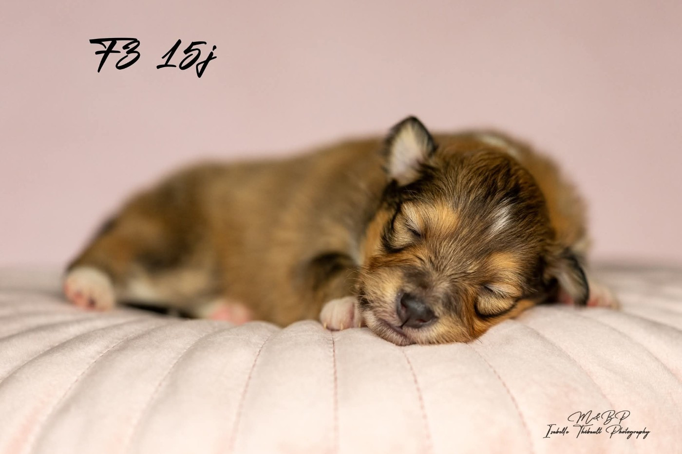 des loups de l'isengard - Chiots disponibles - Shetland Sheepdog