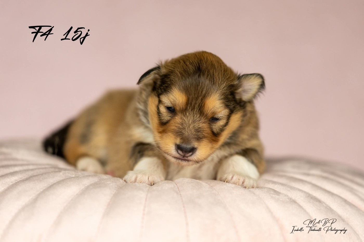 des loups de l'isengard - Chiots disponibles - Shetland Sheepdog