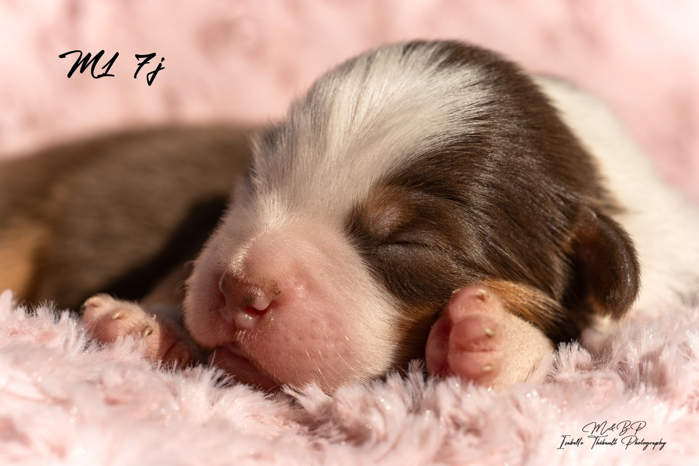 des loups de l'isengard - Chiots disponibles - Berger Américain Miniature 