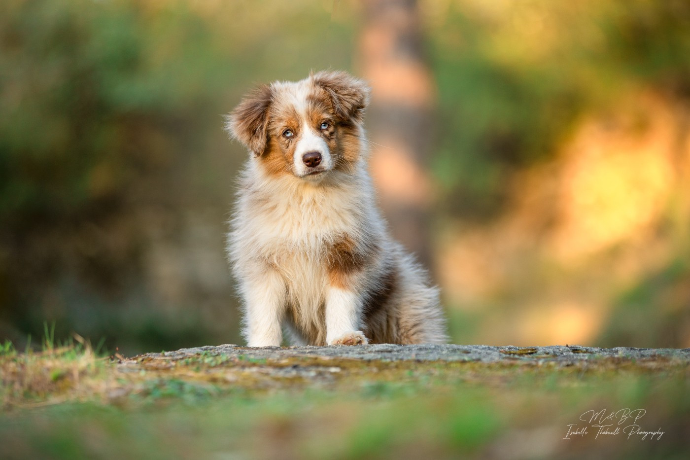 des loups de l'isengard - Chiots disponibles - Berger Américain Miniature 