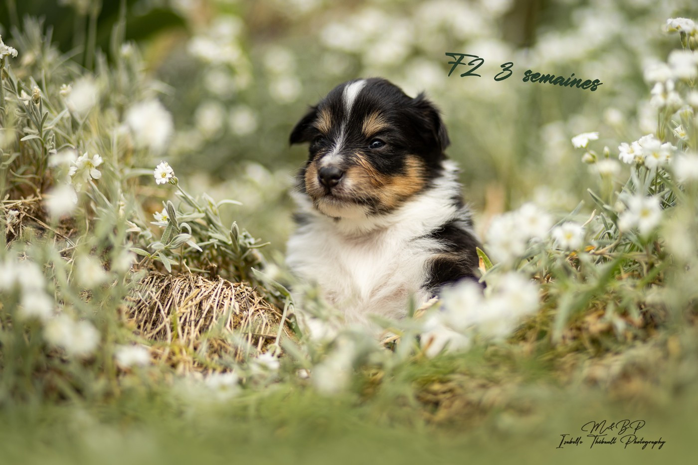 des loups de l'isengard - Chiots disponibles - Shetland Sheepdog