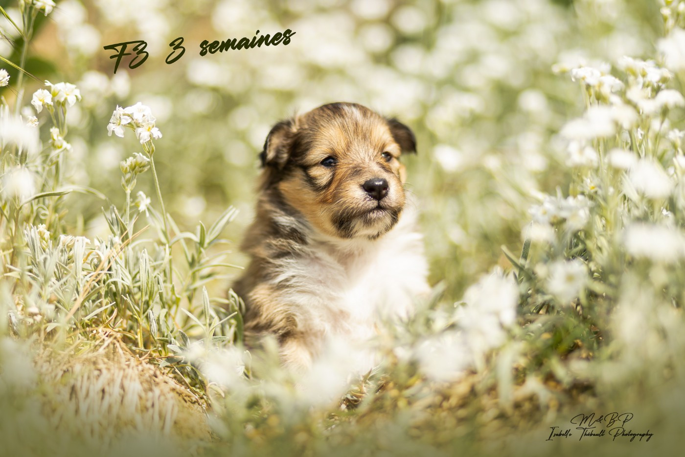 des loups de l'isengard - Chiots disponibles - Shetland Sheepdog