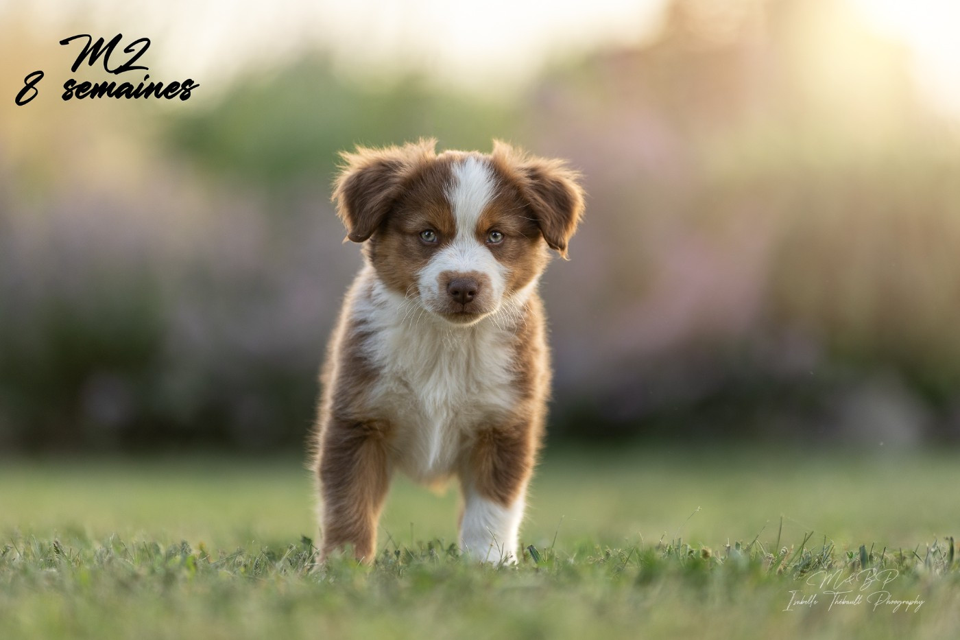 des loups de l'isengard - Chiots disponibles - Berger Américain Miniature 