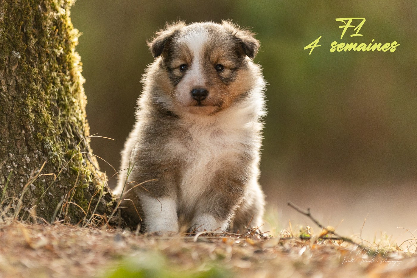 des loups de l'isengard - Chiots disponibles - Shetland Sheepdog
