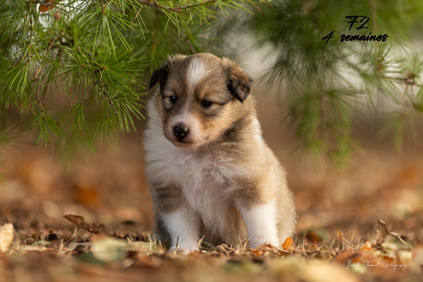 des loups de l'isengard - Chiots disponibles - Shetland Sheepdog