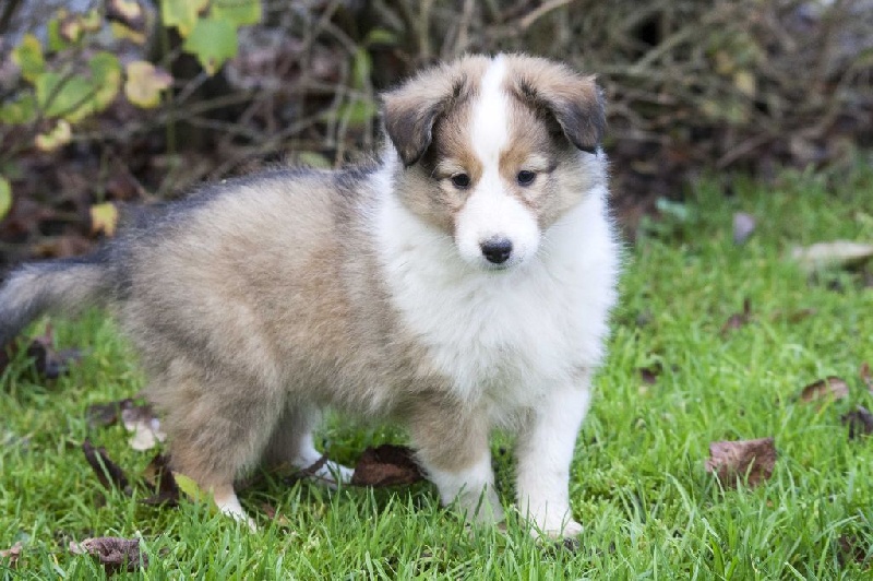 des loups de l'isengard - Shetland Sheepdog - Portée née le 24/10/2014