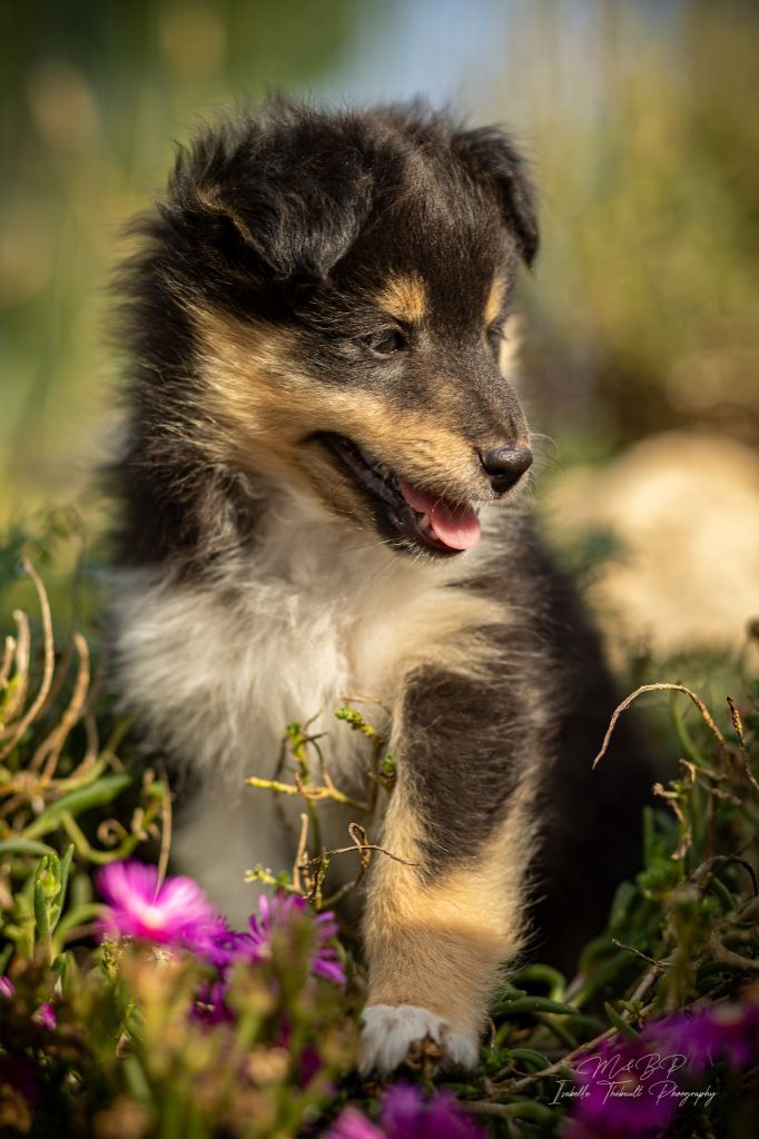 des loups de l'isengard - Chiots disponibles - Shetland Sheepdog