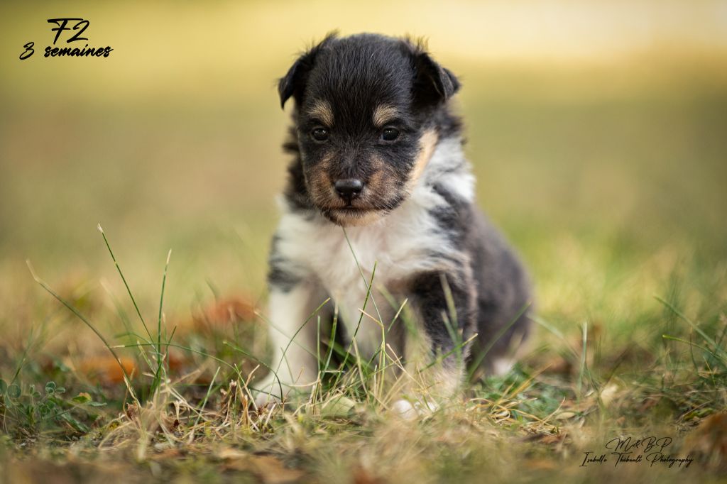 des loups de l'isengard - Chiots disponibles - Shetland Sheepdog