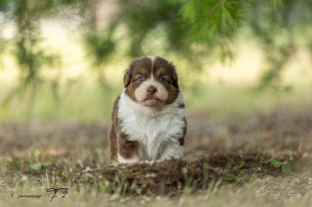 des loups de l'isengard - Chiots disponibles - Berger Américain Miniature 