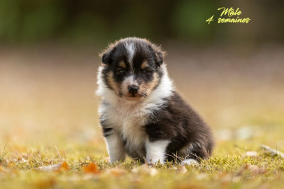 CHIOT 3
